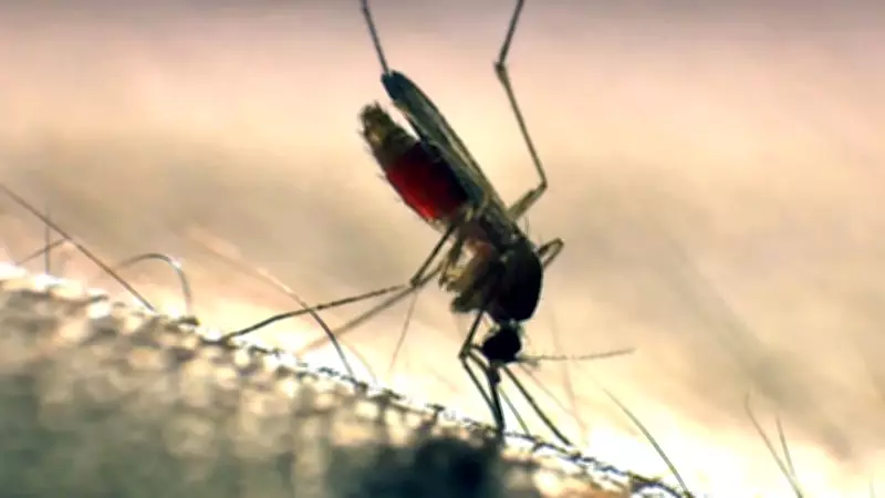 Winnipeg Steps Up Mosquito Control Measures Amid Rising Concerns