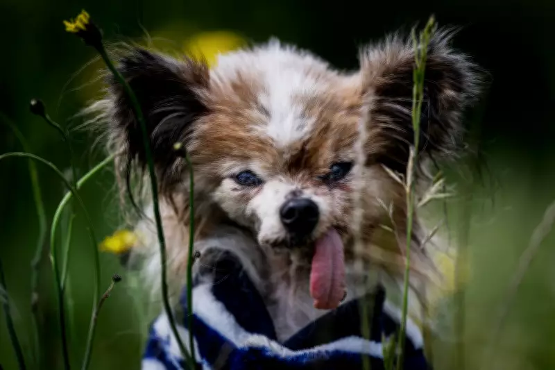 World's oldest dog contender dies in France at age 30