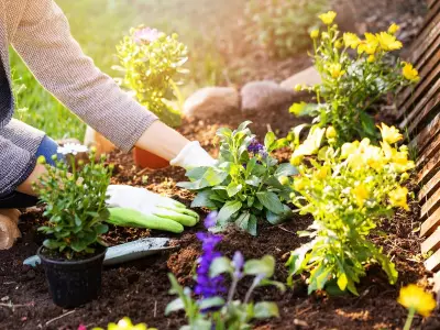 Best Ways to Reduce Heat Stress on Newly Transplanted Plants