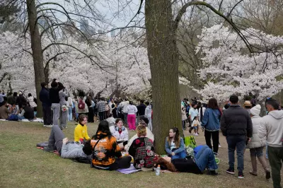 Cherry Blossoms in Toronto to Reach Peak Bloom This Weekend: Best Spots