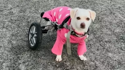 Community Raises $3,600 for Halifax Dog Whose Wheelchair Was Stolen