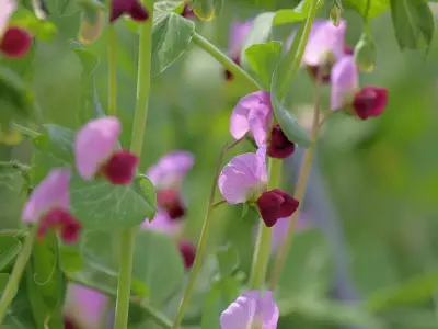 Discover Snow Pea Varieties with Bicoloured Flowers: Expert Q&A