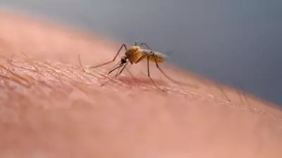 Edmonton mosquito population to stay low despite recent moisture: city