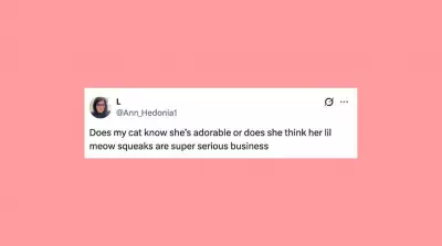 Funniest Pet Posts of the Week: Cats and Dogs Being Goofballs