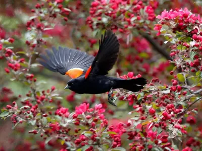 Gatineau Woman Fined $400 for Backyard Bird Feeder Sparks Debate