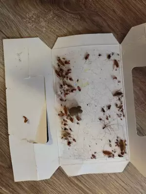 Halifax Renters Rally Over Cockroach, Mice Infestations and Disrepair