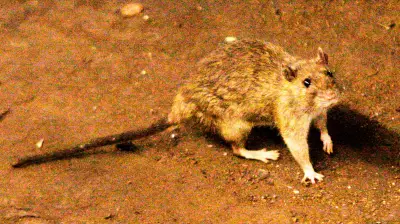 Hantavirus Outbreak on Cruise Ship Kills Three in Atlantic Ocean