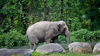 Happy the Bronx Zoo Elephant Euthanized at 55 After Landmark Rights Case