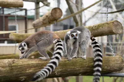Magnetic Hill Zoo Lemur Enclosure Nearly Complete, $500K Over Budget