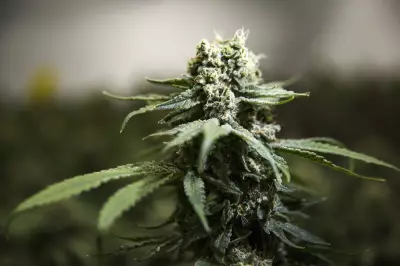 RCMP Link Cannabis Raids in Multiple Provinces to Transnational Organized Crime
