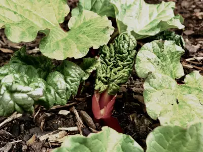 Rhubarb: The Easy-Growing Perennial That Brings Spring Delight to Your Garden