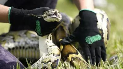 Scientists Use Raccoons and Possums to Track Invasive Pythons in Florida