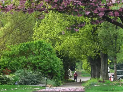 Vancouver Park Board Recommends Extending Tree Inspection Cycle to 10 Years