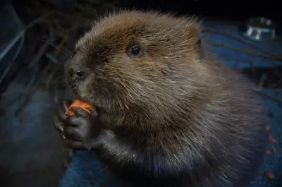 What to Do If You See a Beaver in Your Backyard: Expert Advice