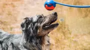 10 Low-Effort Pet Toys for Dogs and Cats That Entertain Themselves
