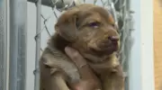 $100K Donation Helps Winnipeg Animal Rescue Build New Home