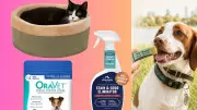 15 Best Products for Senior Pets: Beds, Chews, and More