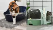 7 Best Products to Stop Cat Litter Tracking in Your Home