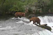 Alaska Wildlife Agents Can Kill Bears from Helicopters to Protect Caribou, Judge Rules