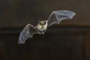 Alberta Students Treated for Rabies After Bat Exposure