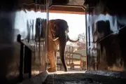 Animal Welfare Groups Sue to Move Depressed Elephants from South African Zoo