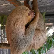 Another Sloth Dies at Central Florida Zoo Amid Probe into Troubled Attraction
