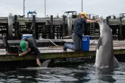 Are Military Dolphins Patrolling the Strait of Hormuz?