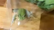 Australian Farmer Finds Live Frog in Bag of Lettuce, Names It Greg