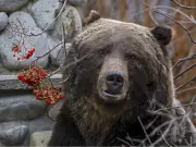 Banff Grizzlies at Risk if Hunt Returns, Say Bear Experts