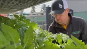 'Bang for your buck is seeds': Calgarians grow food to cut costs