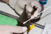 B.C. Bats Face Peril from Trump Funding Cuts, Say Biologists