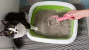 B.C. condo owner owes $55K after tenant flushed cat litter: tribunal