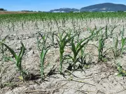 B.C. drought triggers early water restrictions; global forest loss down but still high