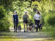 B.C. Hikers and Pet Owners Urged to Check for Ticks as Populations Rise