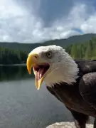 Beloved B.C. Eagle Hercules Found Safe After Disappearance