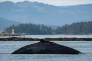 Beloved Humpback 'Big Mama' Returns to B.C. Waters from Hawaii Migration