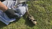 Blue Heron Rescued from Oyster Trap on Vancouver Beach