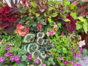 Brian Minter: Innovative Container Gardening with Tropical Plants