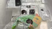 Caledon OPP Seize Large Quantity of Opium in Dufferin County Drug Bust