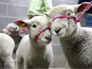 Calgary Stampede 4-H on Parade celebrates 50 years with record sheep show