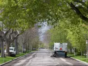 Calgary to Plant 180,000 New Trees in 2026, Focusing on Low-Canopy Areas