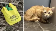 Cat Found Tied Up in Reusable Bag Abandoned in Cambridge, Ontario
