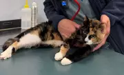 Cat Survives 10-Storey Fall from Boston Apartment Window