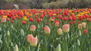 Cloudy and Cooler Wednesday in Ottawa: Weather Forecast