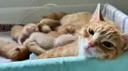 Collingwood Shelter Hosts Baby Shower for Soon-to-Be-Born Kittens