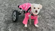 Community Raises $3,600 for Halifax Dog Whose Wheelchair Was Stolen