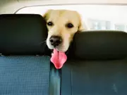 Coquitlam Woman Fined $500 for Leaving Two Dogs in Hot Car