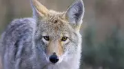 Coyote Swam 2 Miles to Alcatraz, Surprising Biologists