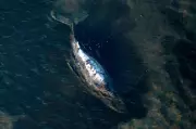 Dead humpback whale brought to shore in Denmark; autopsy set next week