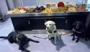 Detector Dogs Intercept Undeclared Meat at Toronto Pearson Airport